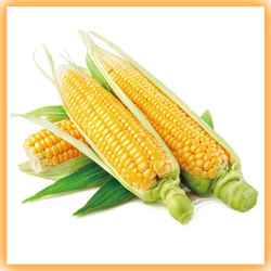 Corn